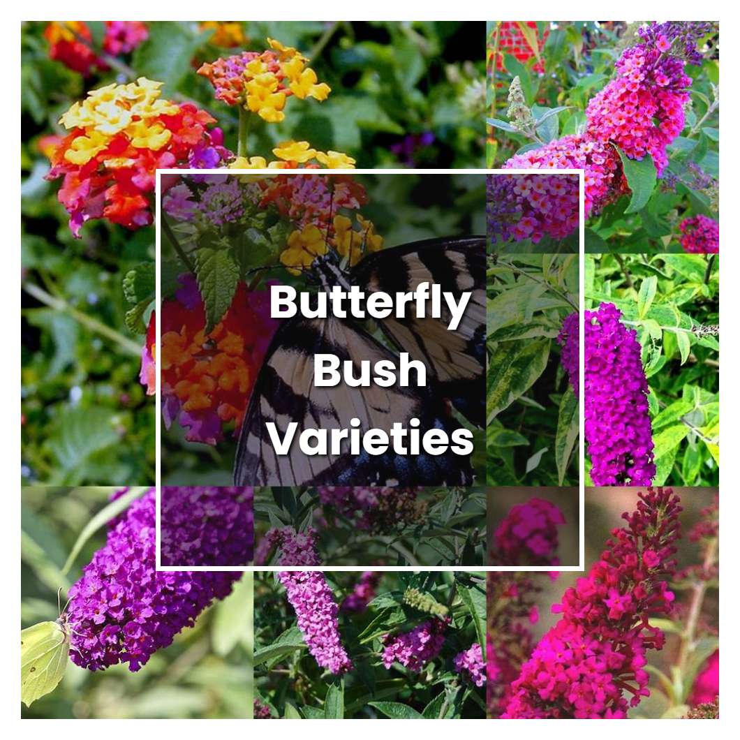 How to Grow Butterfly Bush Varieties - Plant Care & Tips | NorwichGardener