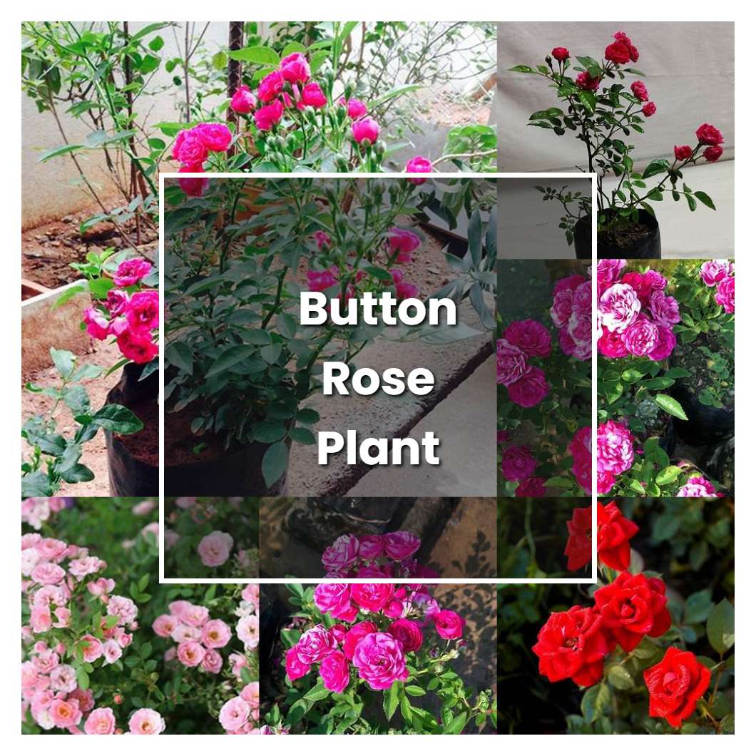 How to Grow Button Rose Plant - Plant Care & Tips