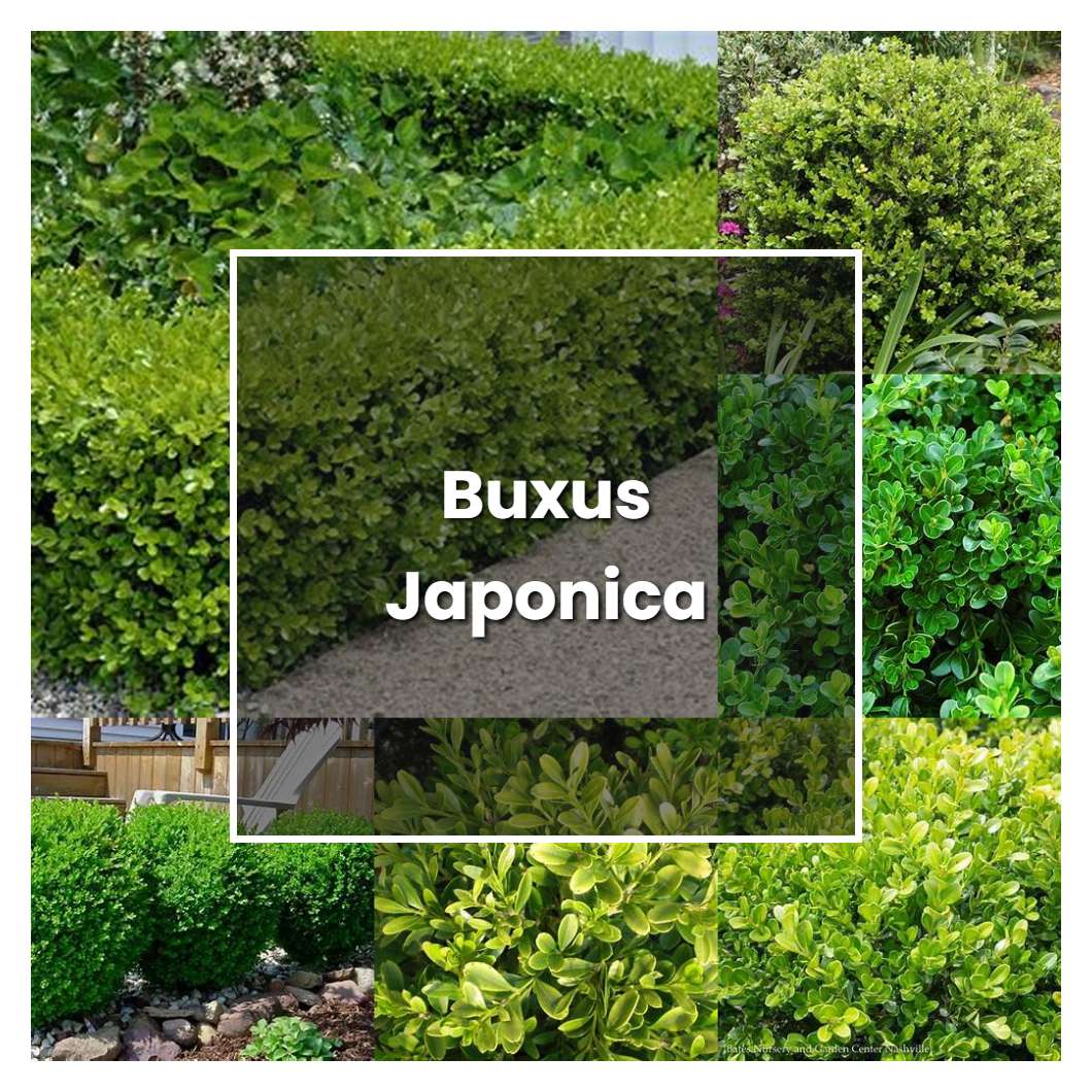 How to Grow Buxus Japonica - Plant Care & Tips