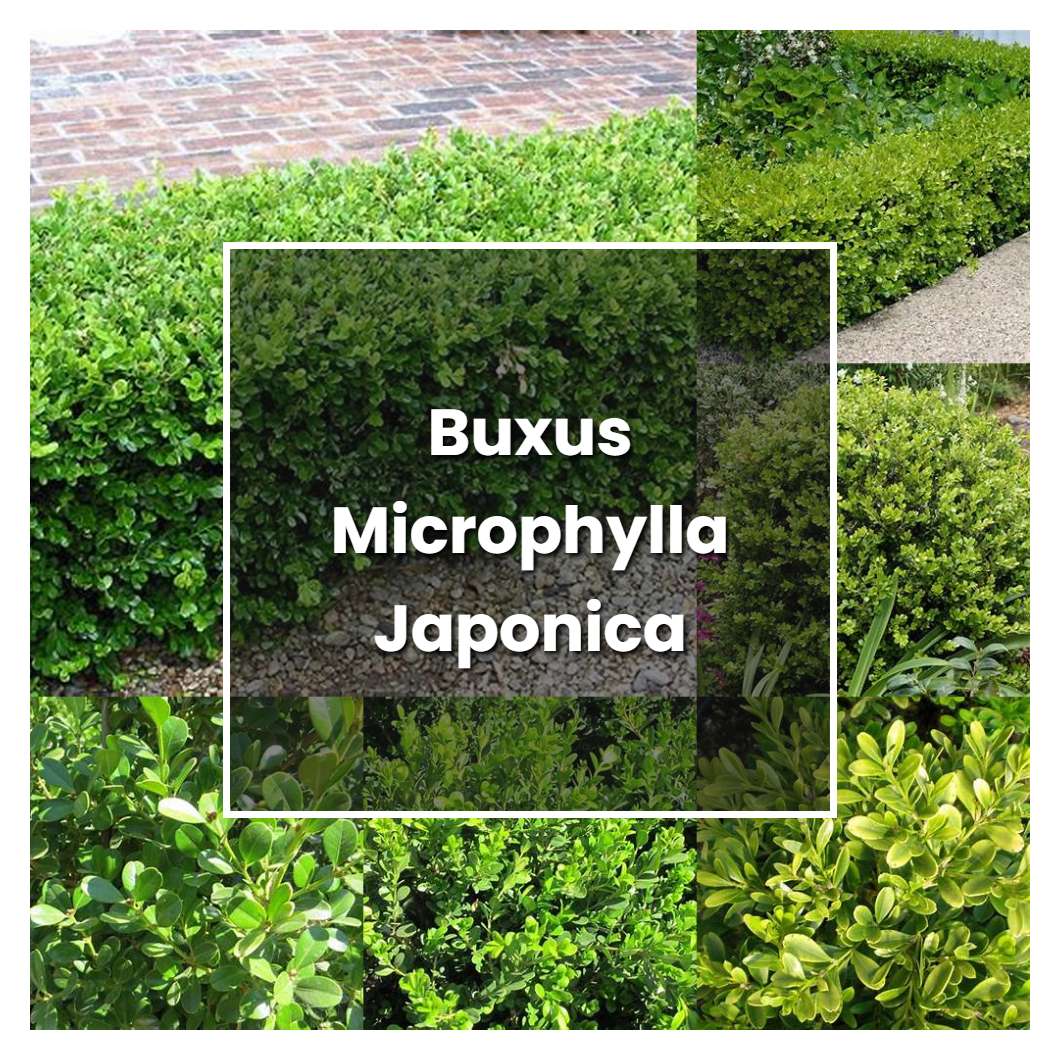 How to Grow Buxus Microphylla Japonica - Plant Care & Tips
