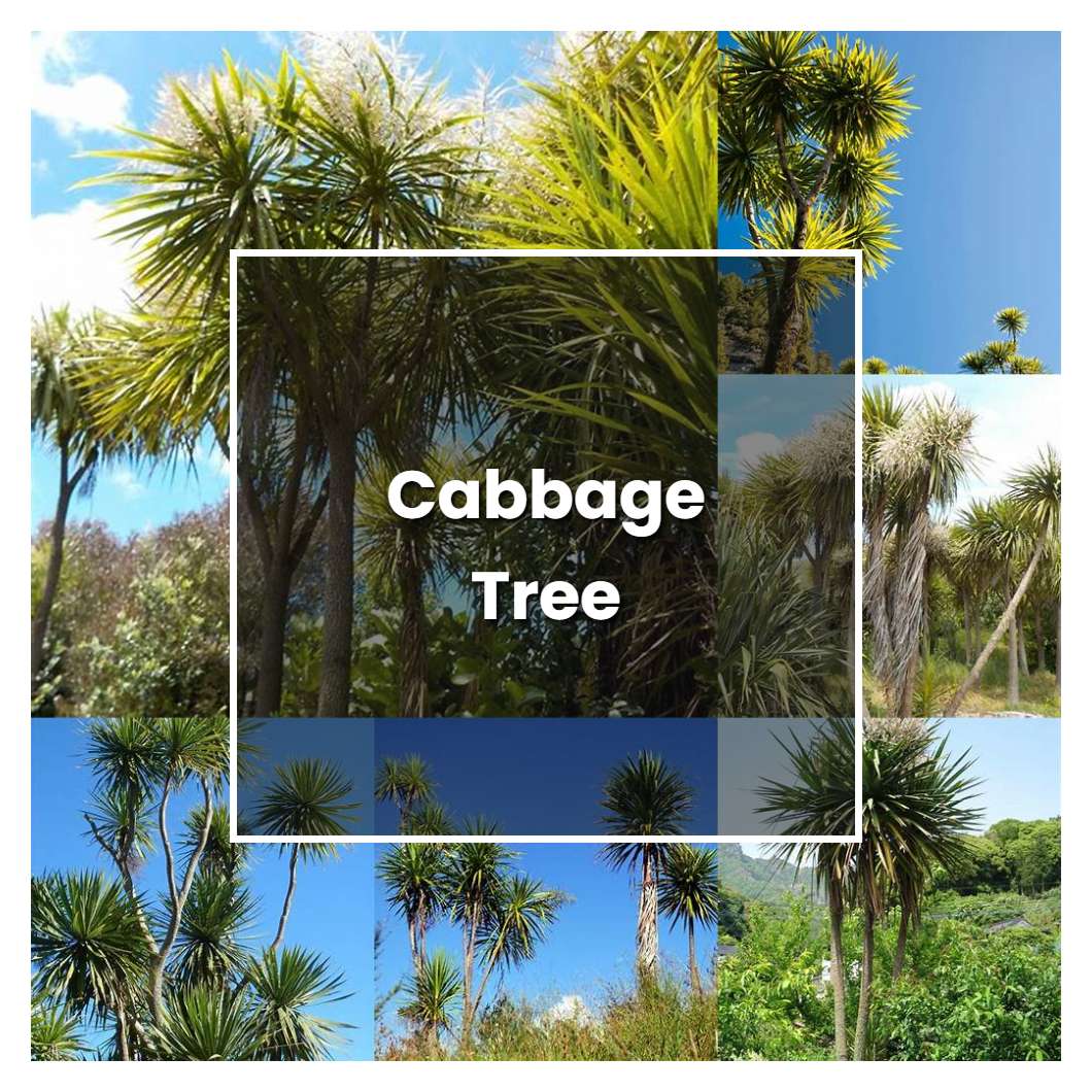 How to Grow Cabbage Tree - Plant Care & Tips