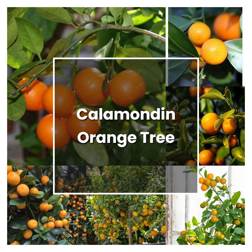 How to Grow Calamondin Orange Tree - Plant Care & Tips