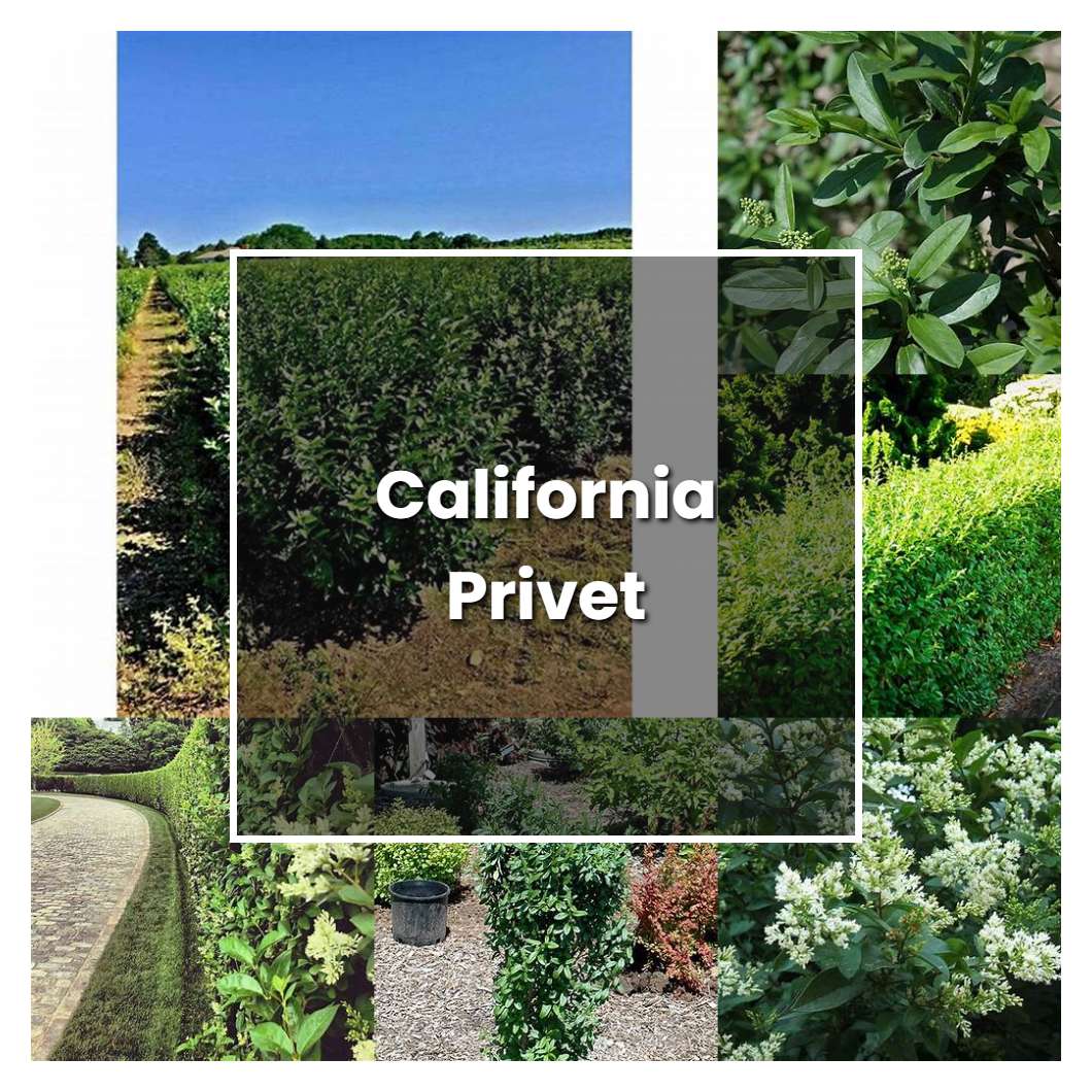 How to Grow California Privet - Plant Care & Tips