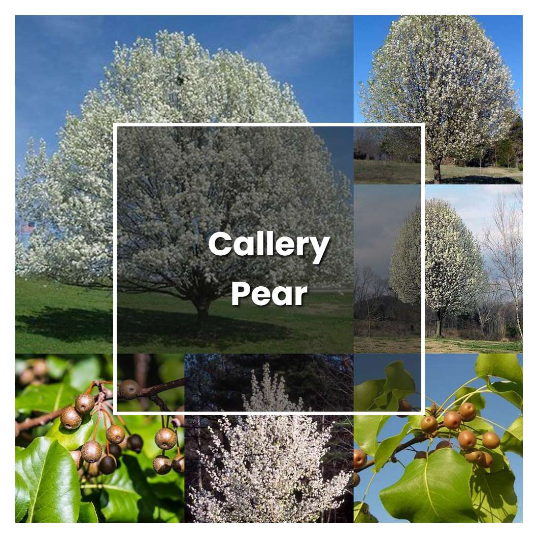 How to Grow Callery Pear - Plant Care & Tips