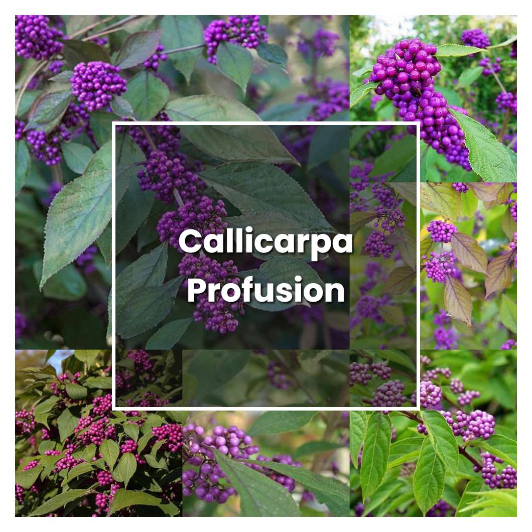 How to Grow Callicarpa Profusion - Plant Care & Tips