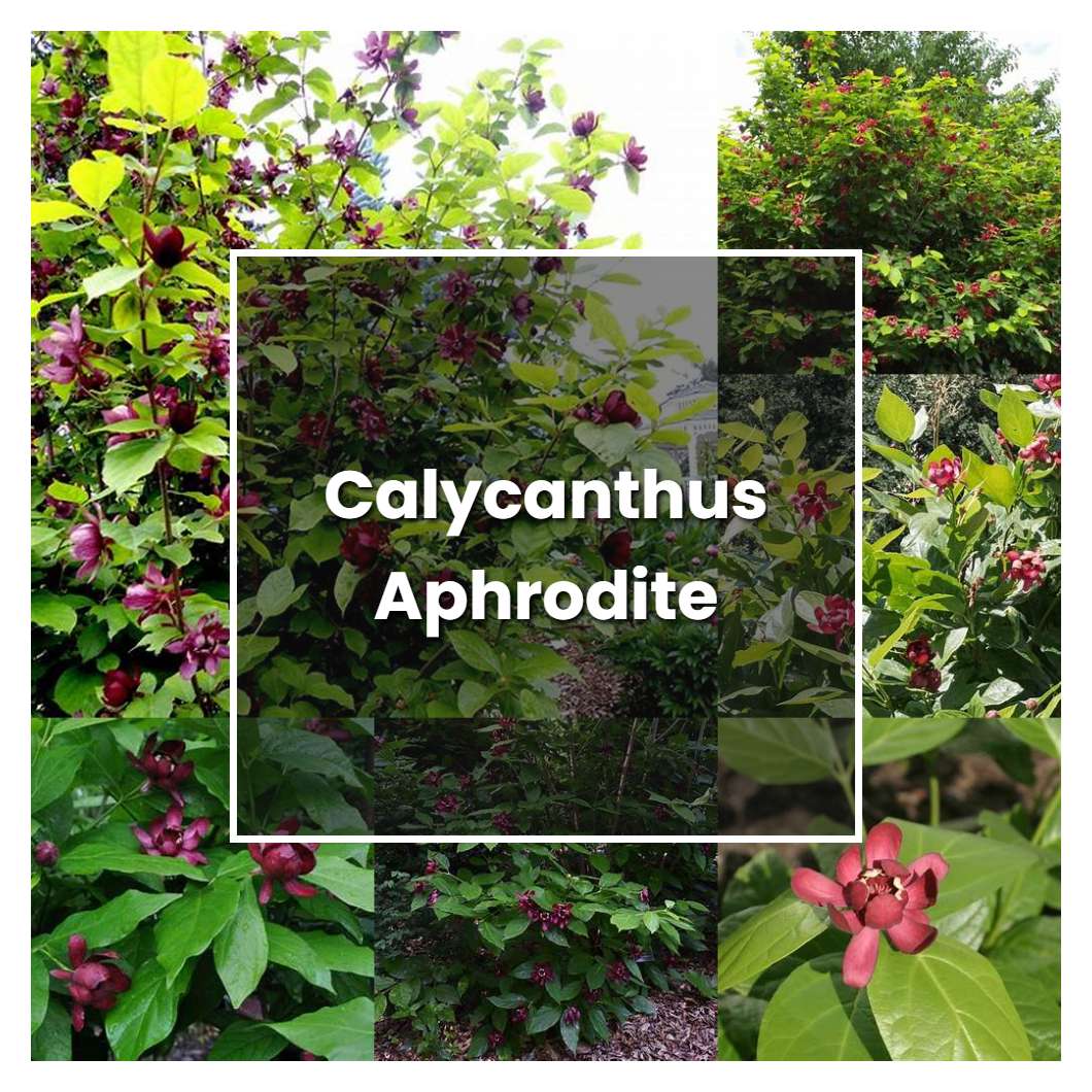 How to Grow Calycanthus Aphrodite - Plant Care & Tips