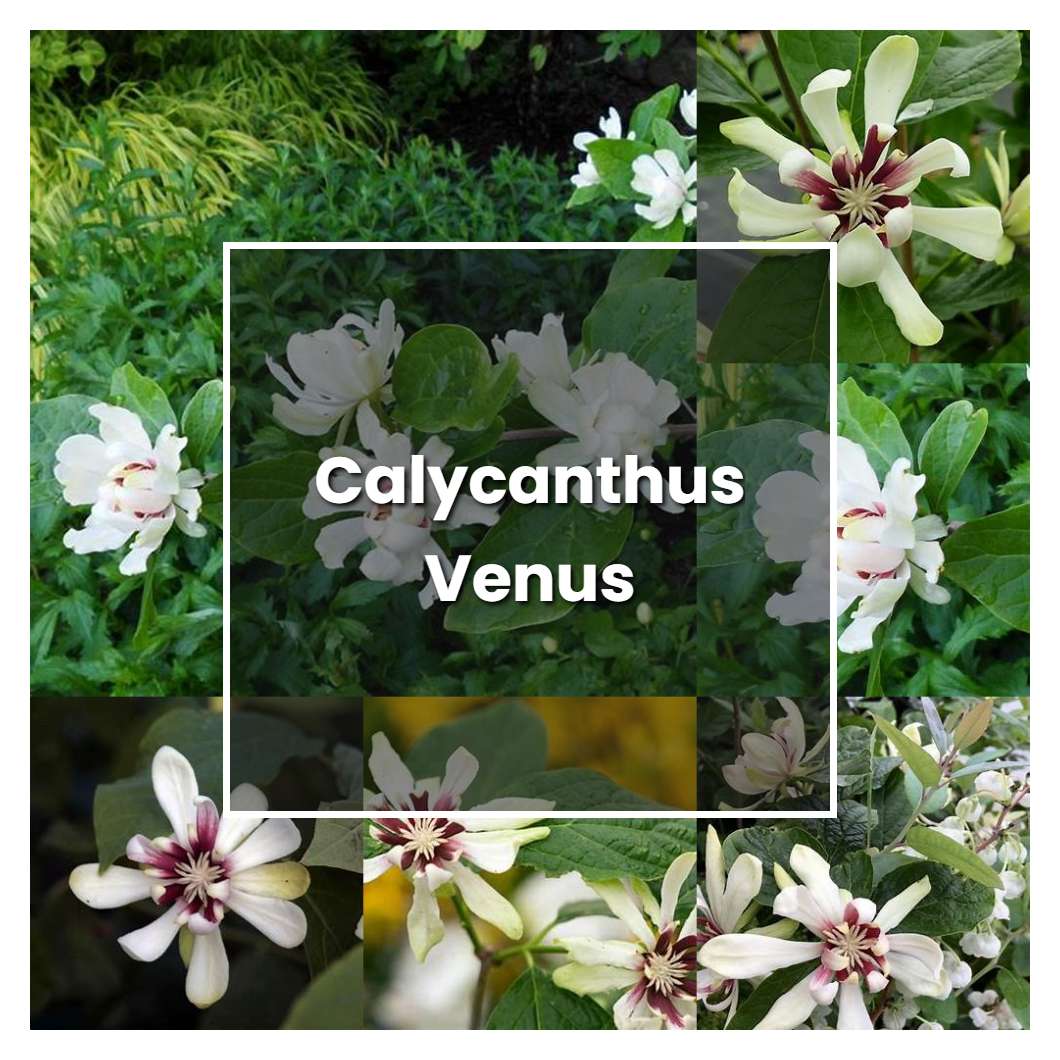 How to Grow Calycanthus Venus - Plant Care & Tips
