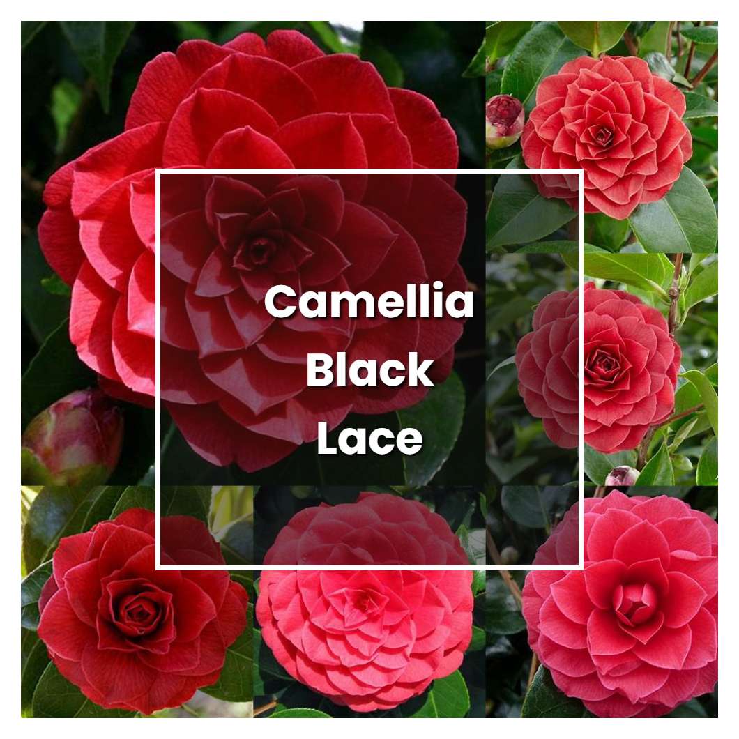How to Grow Camellia Black Lace - Plant Care & Tips