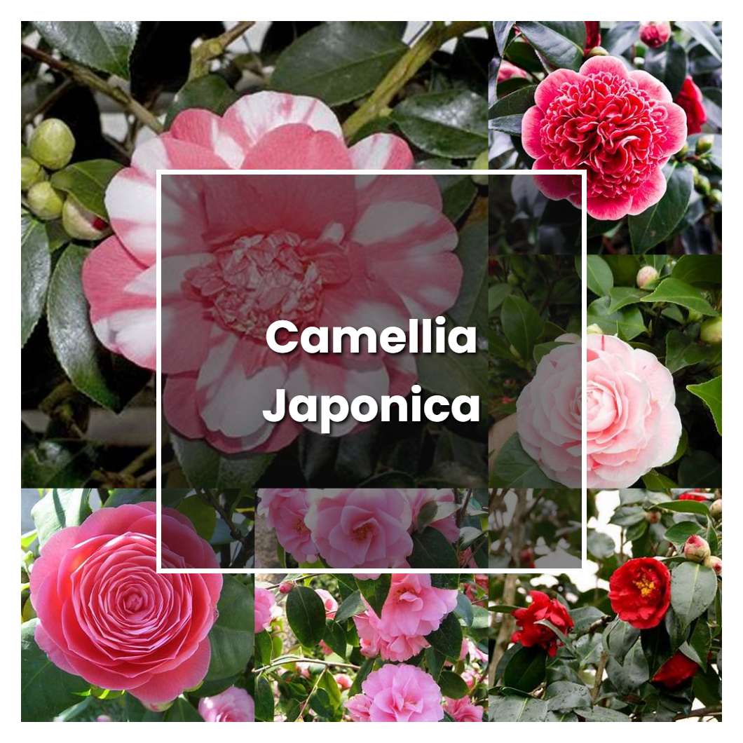 How to Grow Camellia Japonica - Plant Care & Tips