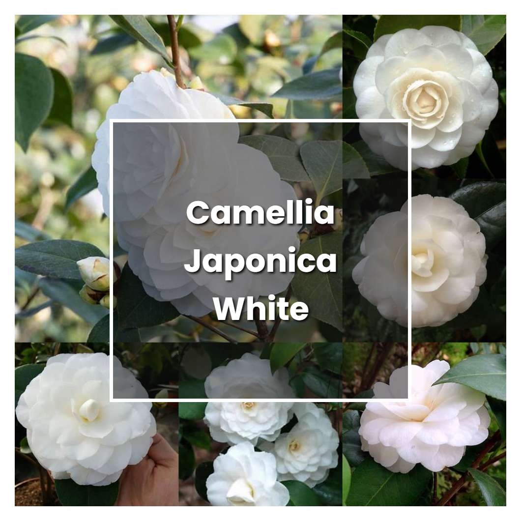 How to Grow Camellia Japonica White - Plant Care & Tips