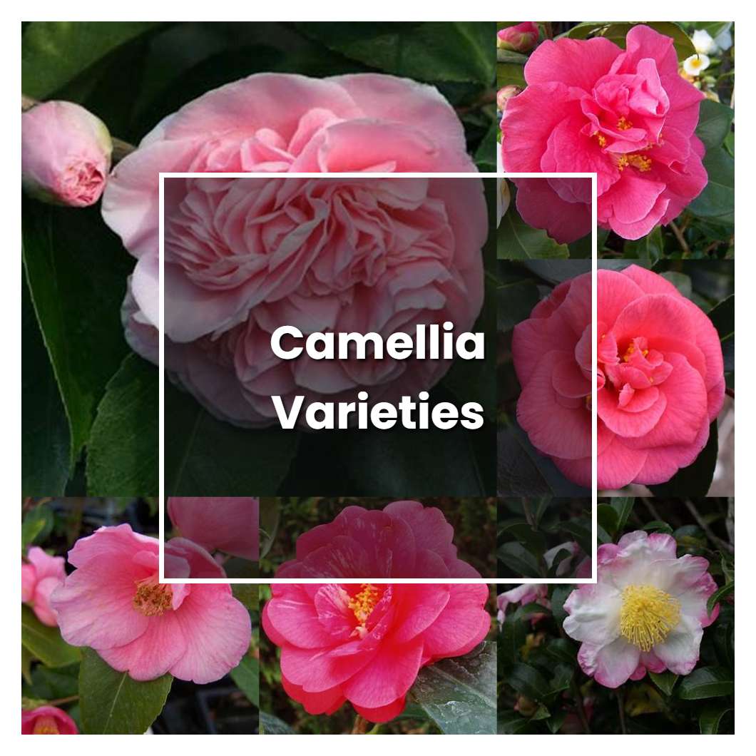 How to Grow Camellia Varieties - Plant Care & Tips