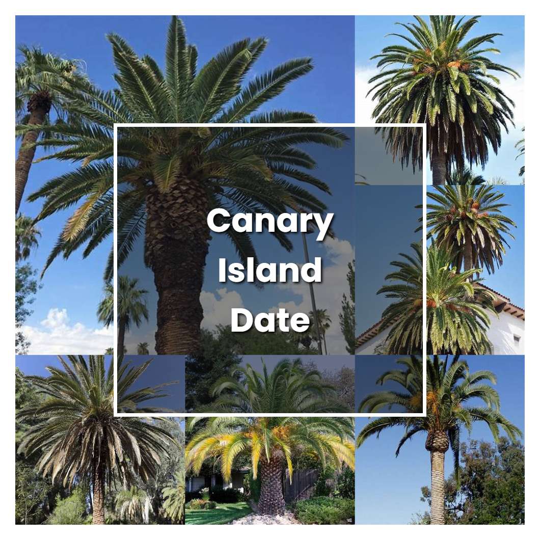 How to Grow Canary Island Date Palm - Plant Care & Tips