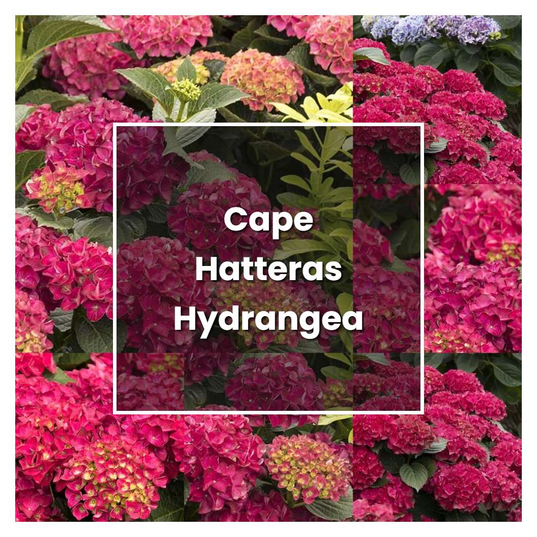 How to Grow Cape Hatteras Hydrangea - Plant Care & Tips