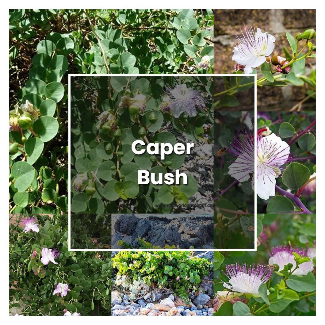 How to Grow Caper Bush - Plant Care & Tips
