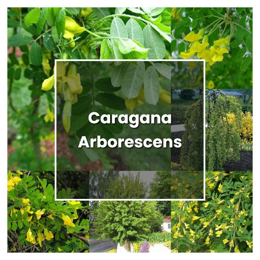 How to Grow Caragana Arborescens - Plant Care & Tips