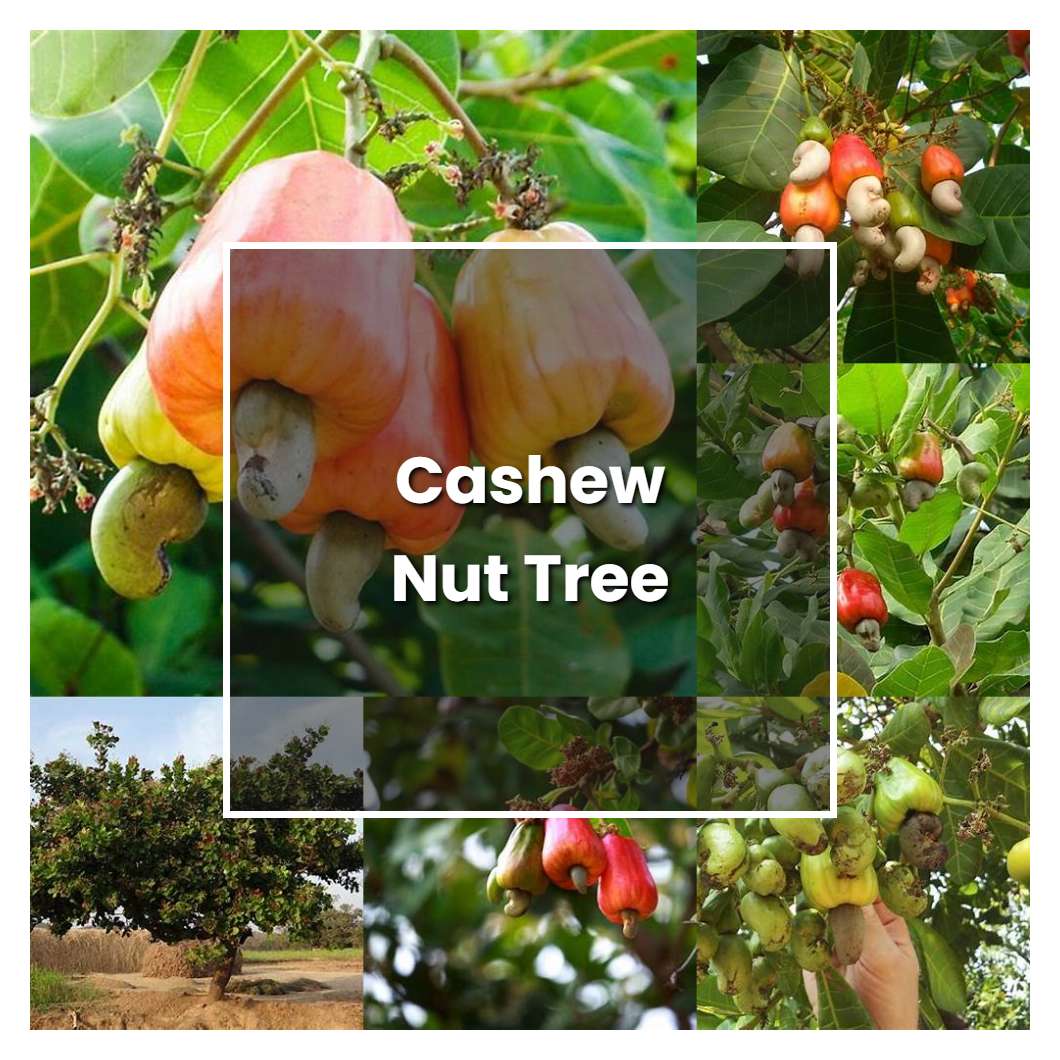 How to Grow Cashew Nut Tree - Plant Care & Tips
