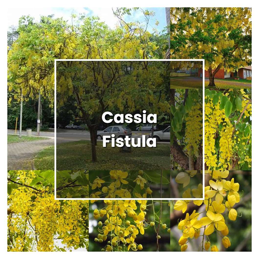 How to Grow Cassia Fistula - Plant Care & Tips