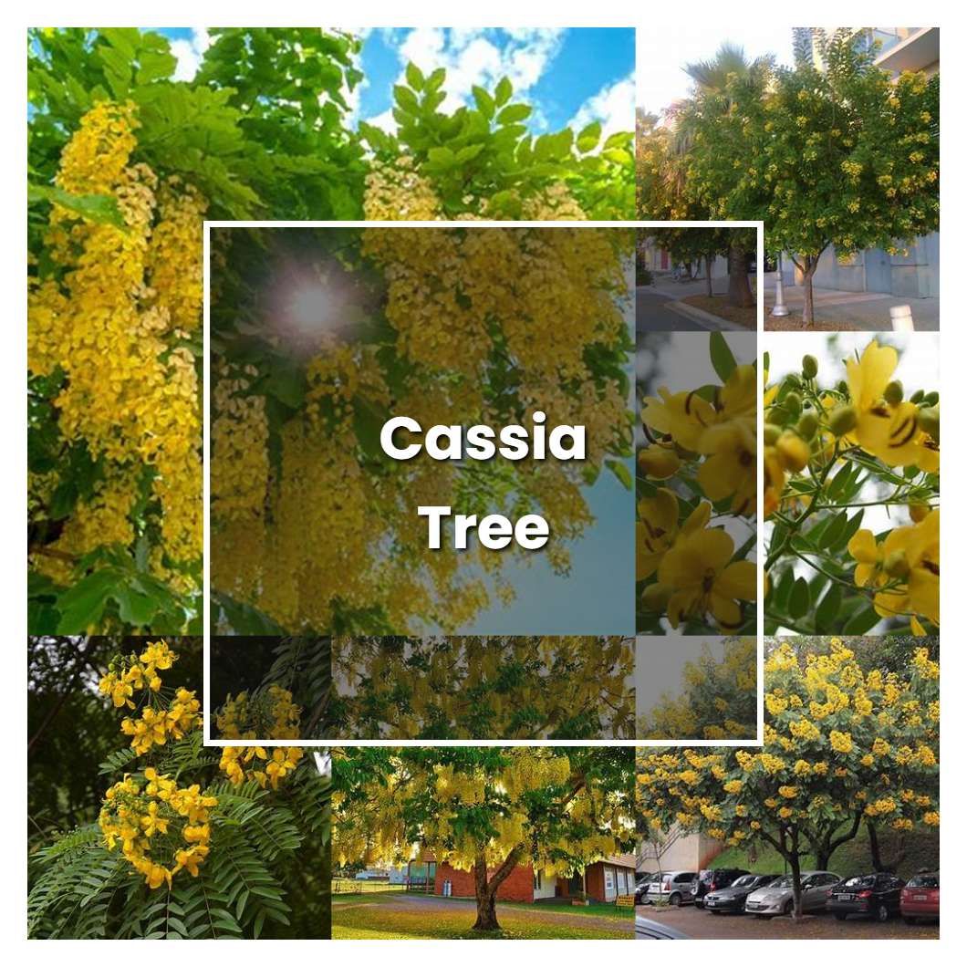How to Grow Cassia Tree - Plant Care & Tips