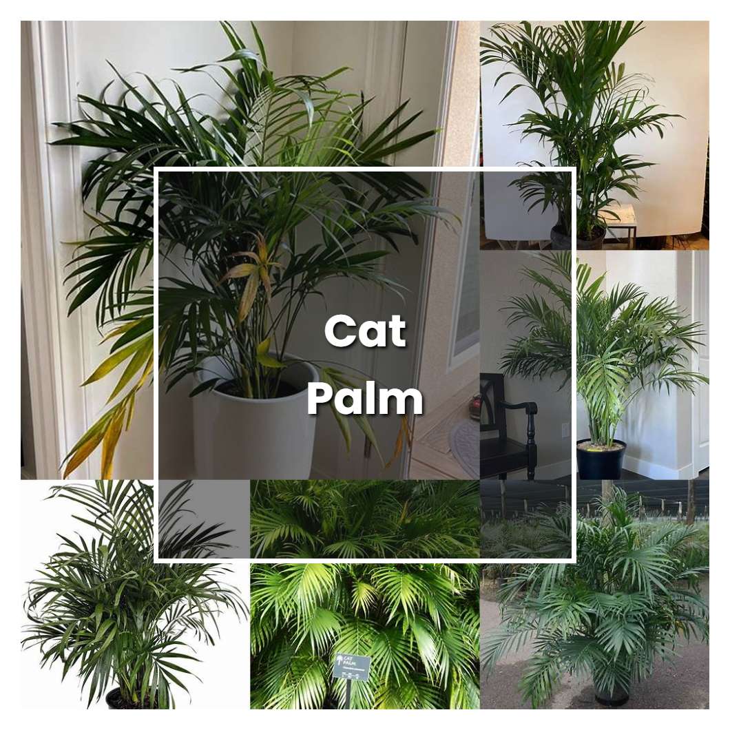 How to Grow Cat Palm - Plant Care & Tips