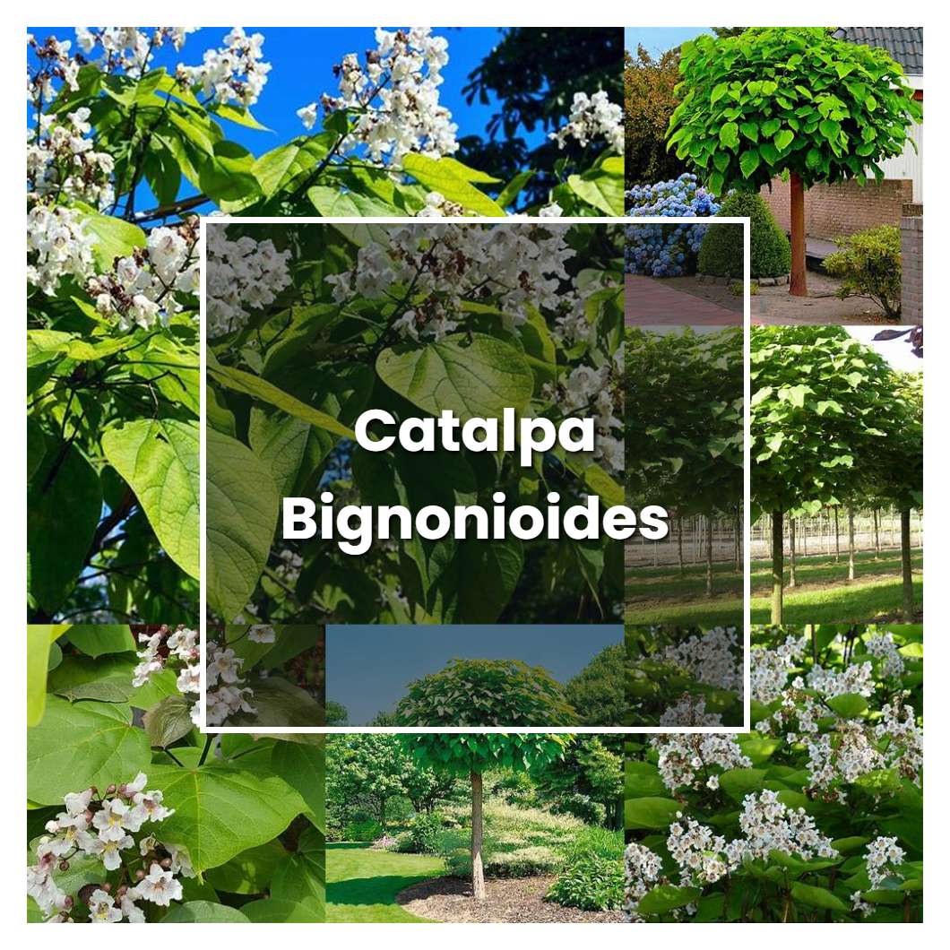 How to Grow Catalpa Bignonioides - Plant Care & Tips