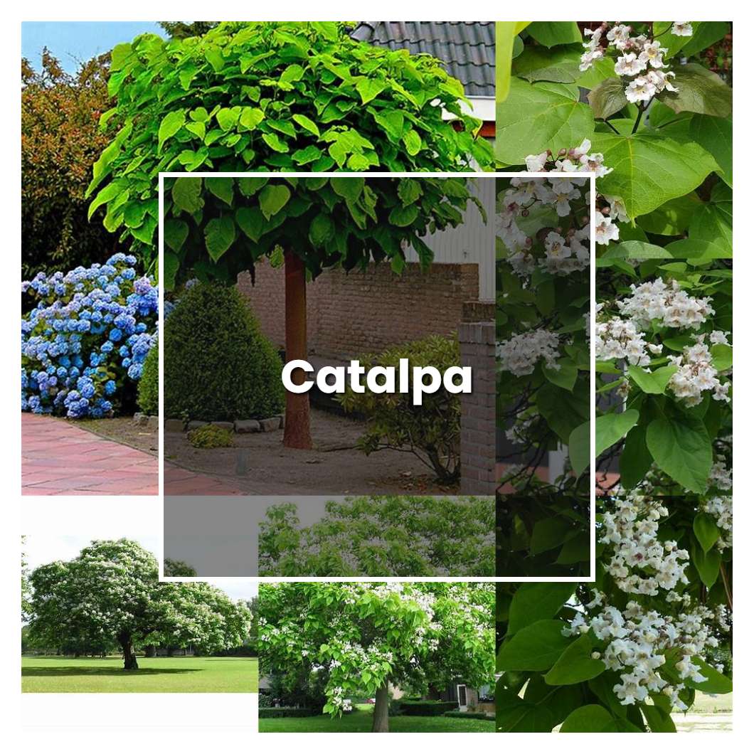 How to Grow Catalpa - Plant Care & Tips