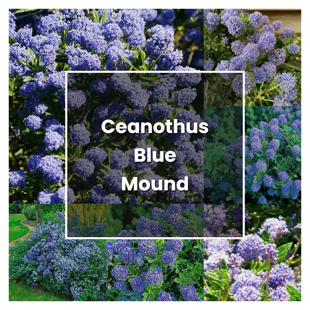 How to Grow Ceanothus Blue Mound - Plant Care & Tips