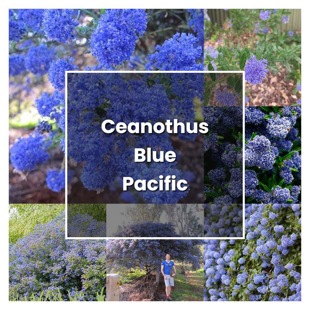 How to Grow Ceanothus Blue Pacific - Plant Care & Tips