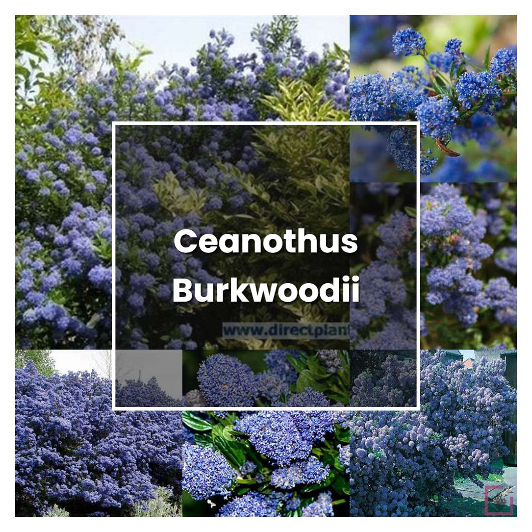 How to Grow Ceanothus Burkwoodii - Plant Care & Tips