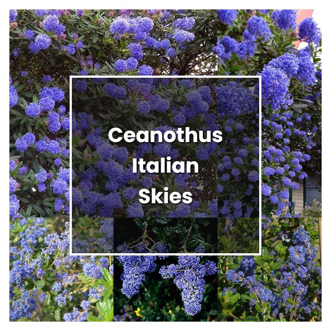 How to Grow Ceanothus Italian Skies - Plant Care & Tips