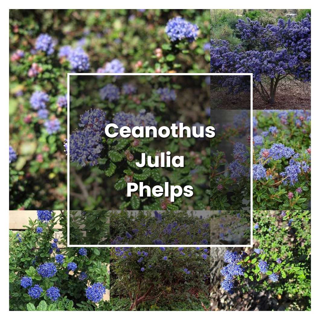 How to Grow Ceanothus Julia Phelps - Plant Care & Tips