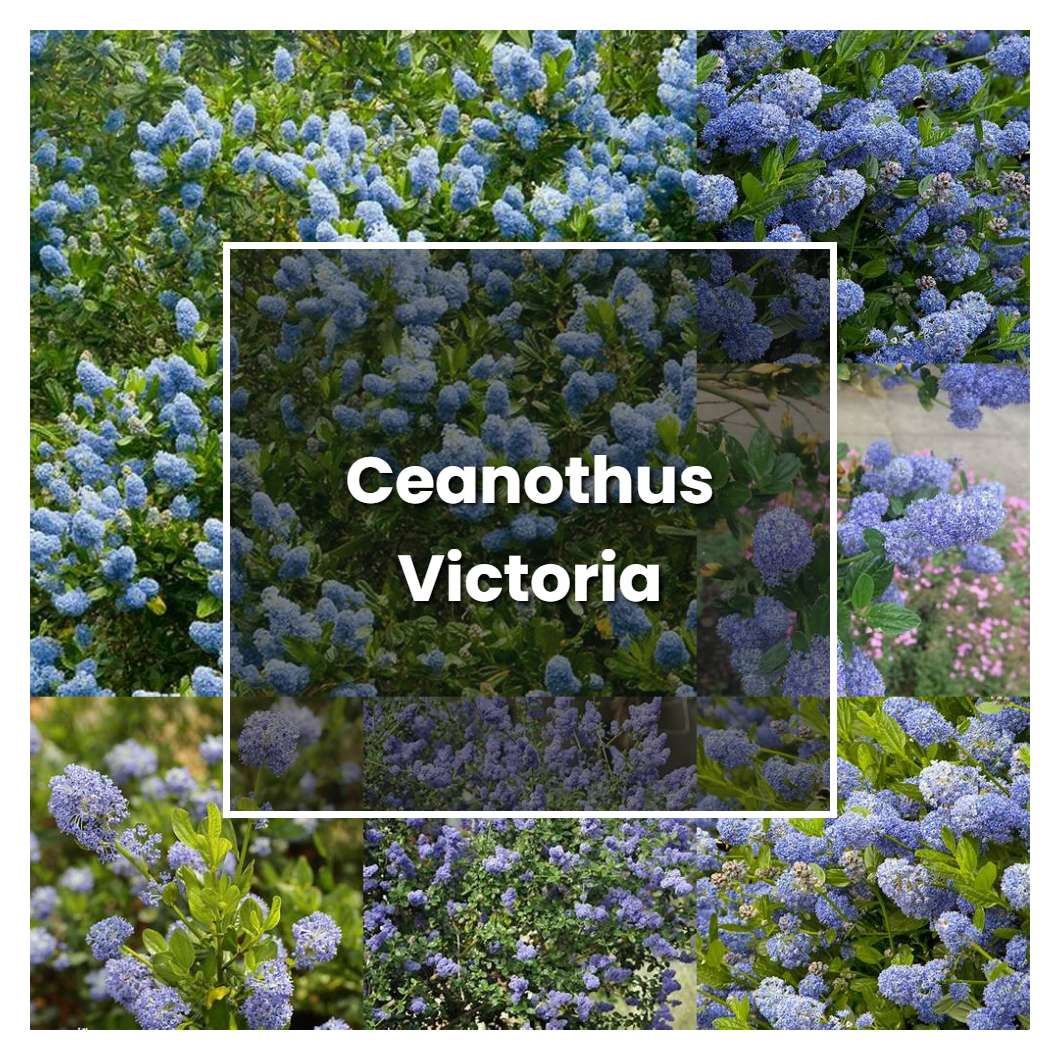 How to Grow Ceanothus Victoria - Plant Care & Tips