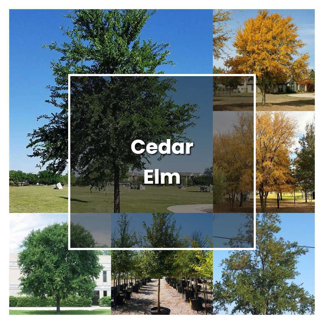 How to Grow Cedar Elm - Plant Care & Tips