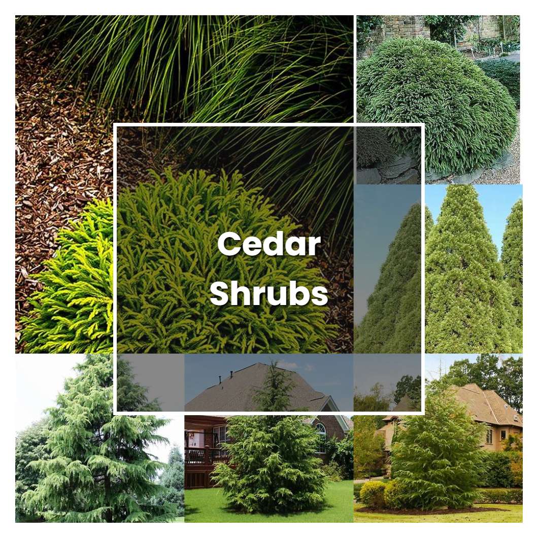 How to Grow Cedar Shrubs - Plant Care & Tips