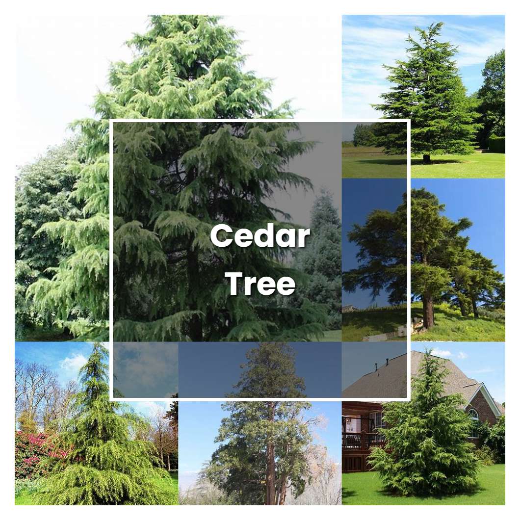How to Grow Cedar Tree - Plant Care & Tips