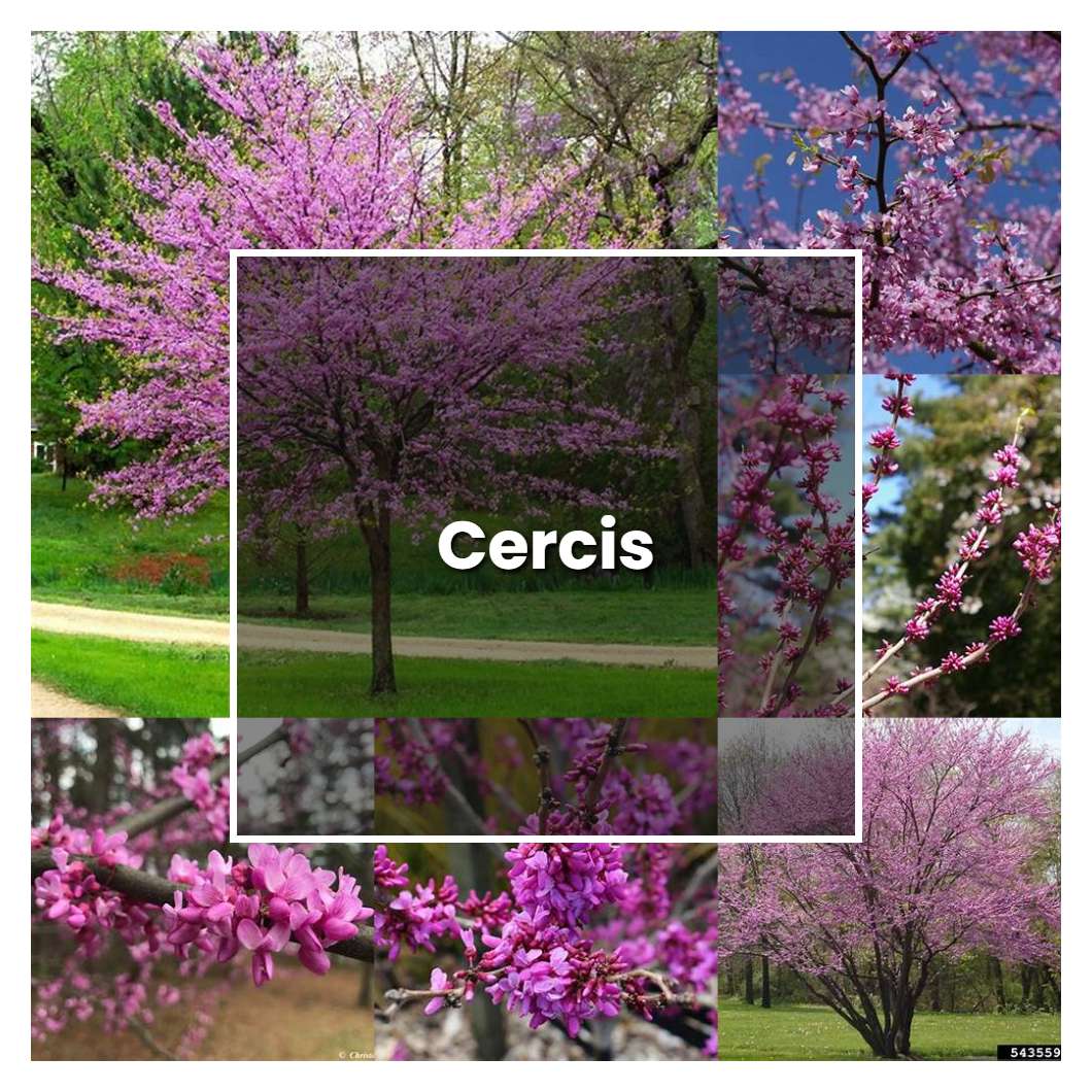 How to Grow Cercis - Plant Care & Tips