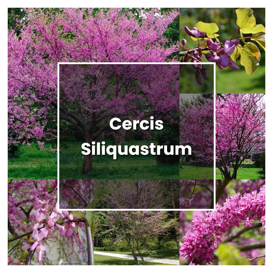 How to Grow Cercis Siliquastrum - Plant Care & Tips