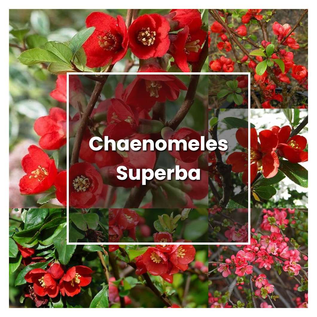 How to Grow Chaenomeles Superba - Plant Care & Tips
