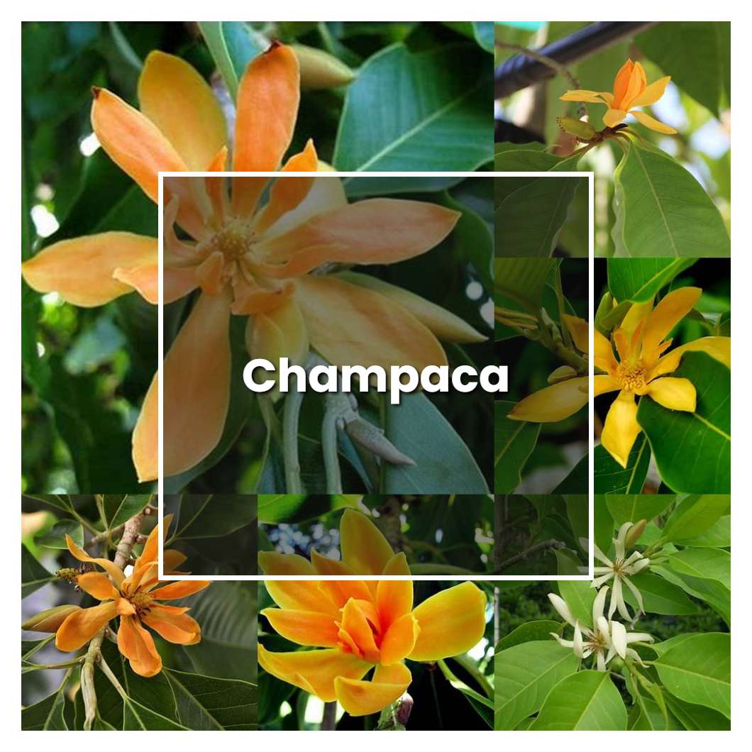 How to Grow Champaca - Plant Care & Tips