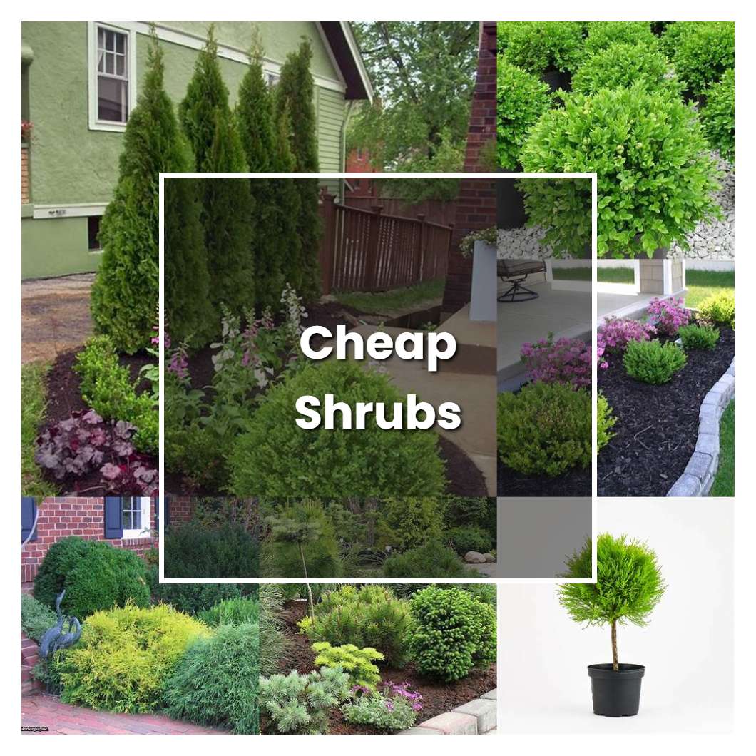 How to Grow Cheap Shrubs - Plant Care & Tips