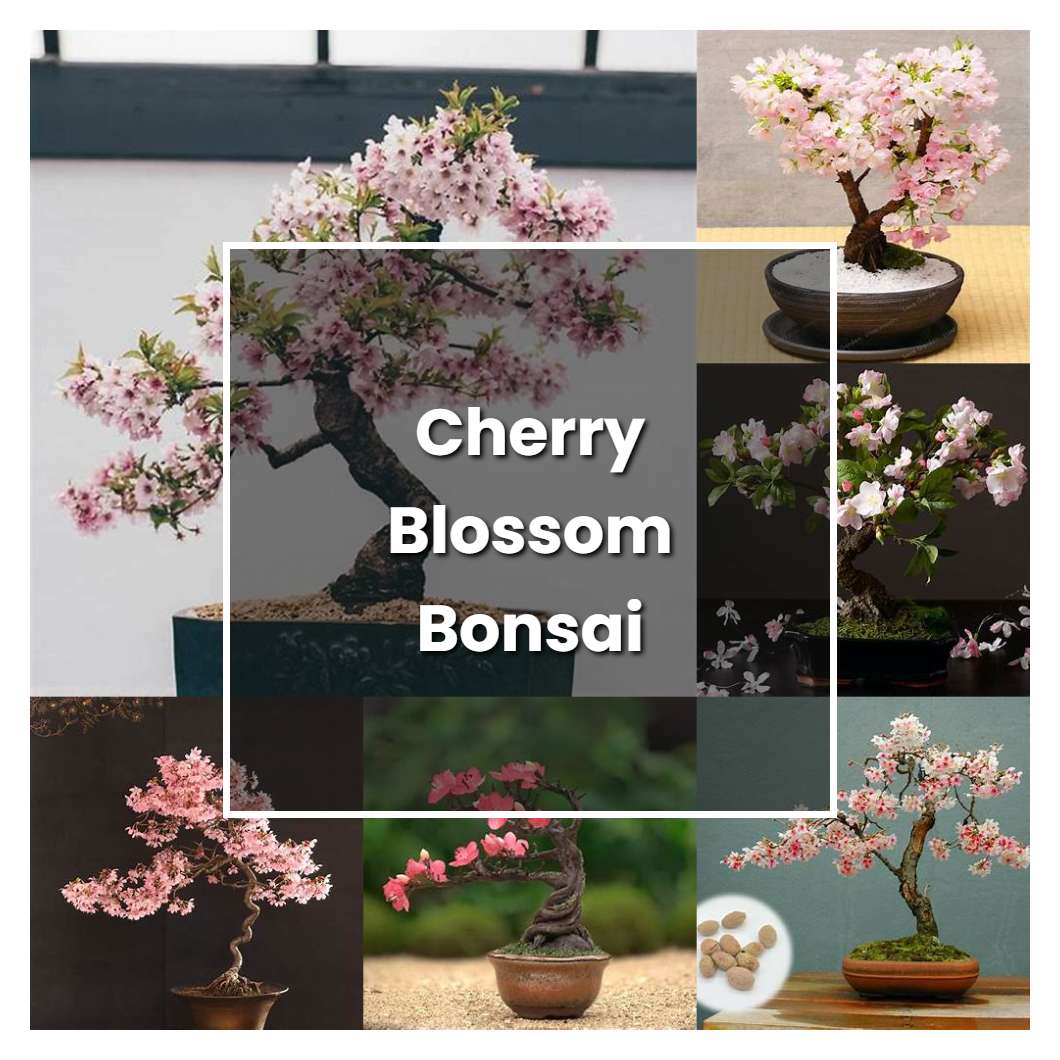 How to Grow Cherry Blossom Bonsai - Plant Care & Tips