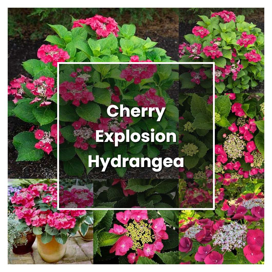 How to Grow Cherry Explosion Hydrangea - Plant Care & Tips