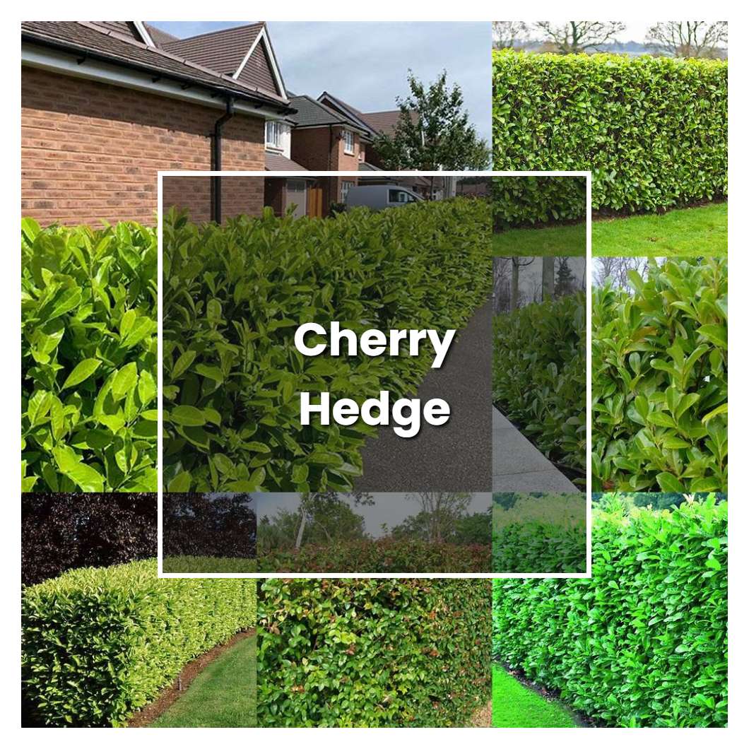 How to Grow Cherry Hedge Plant Care & Tips NorwichGardener