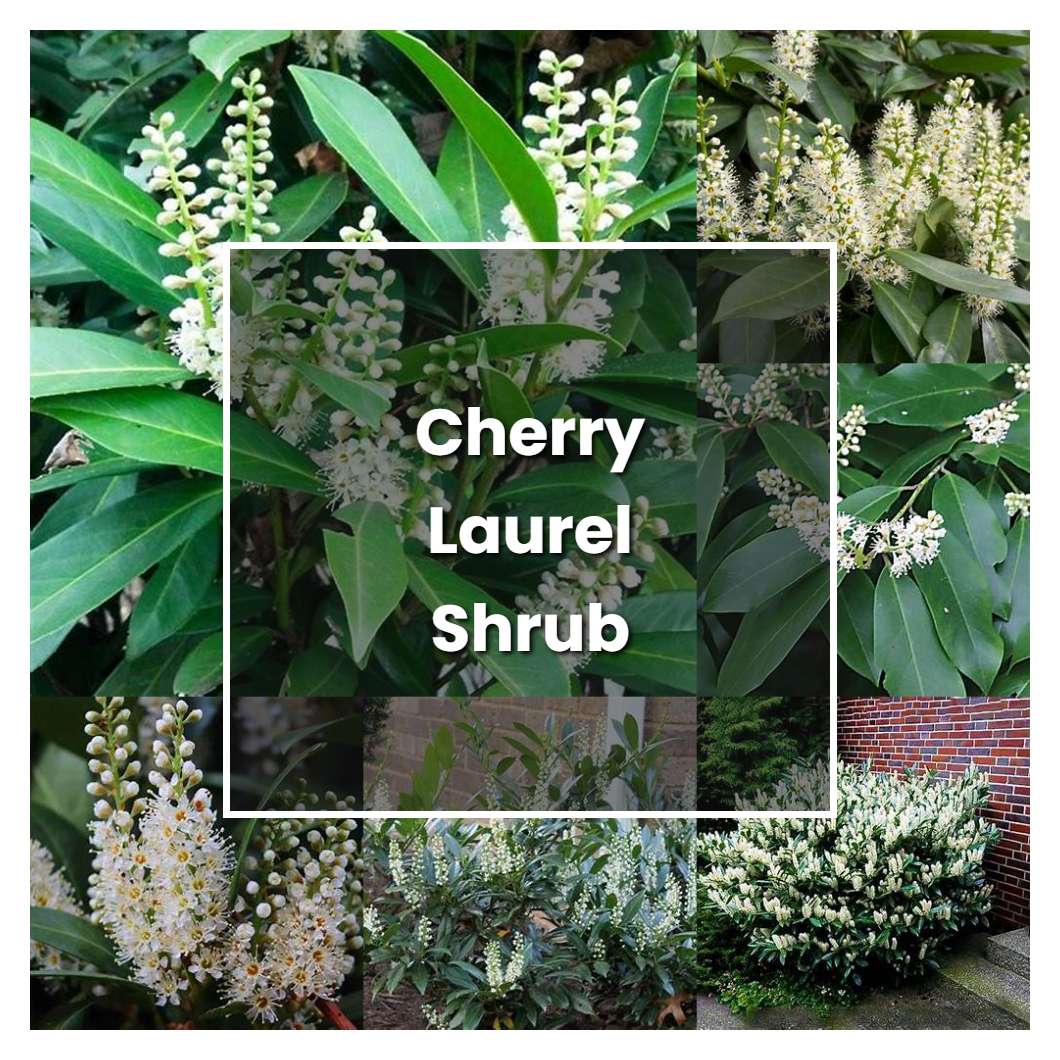 How to Grow Cherry Laurel Shrub - Plant Care & Tips