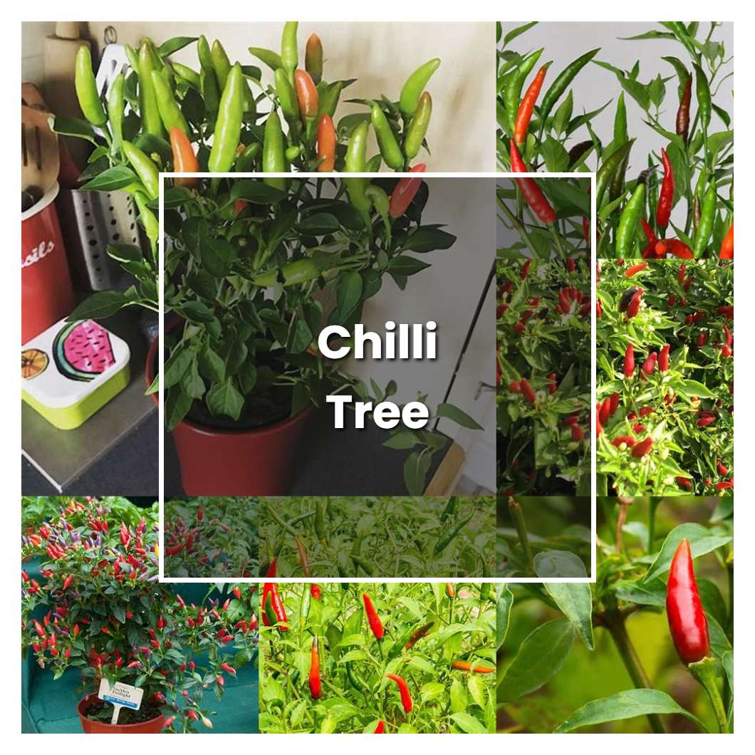 How to Grow Chilli Tree - Plant Care & Tips