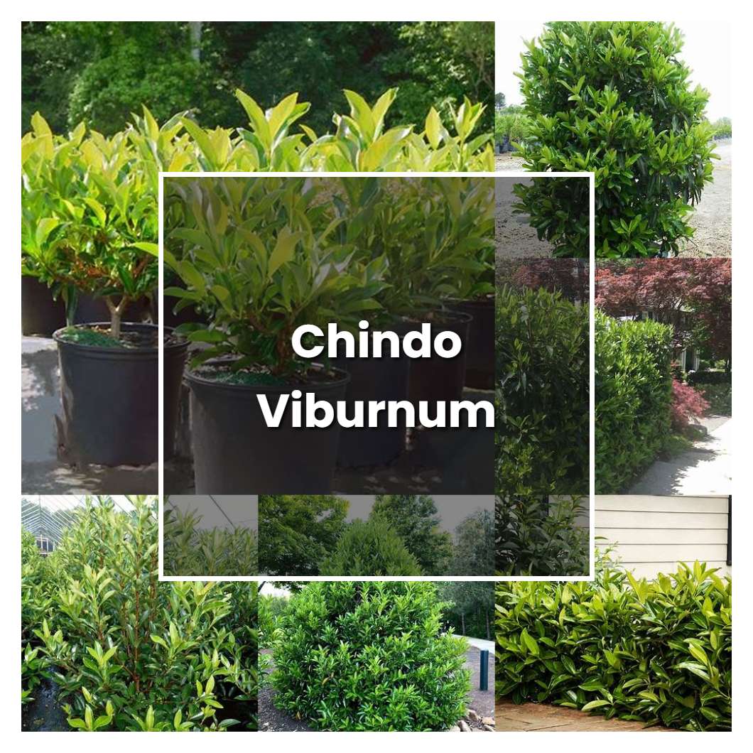 How to Grow Chindo Viburnum - Plant Care & Tips