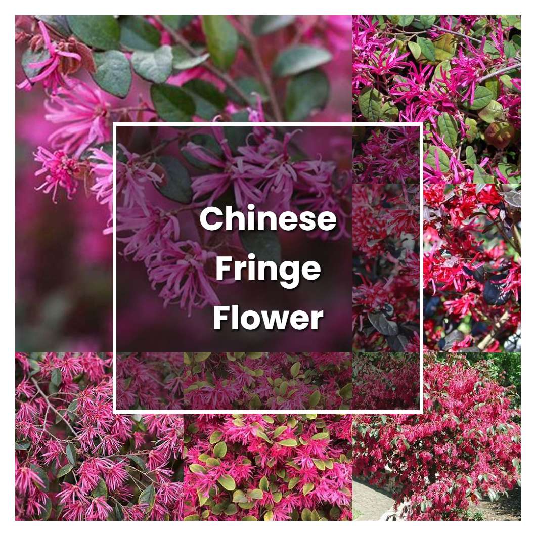 How to Grow Chinese Fringe Flower - Plant Care & Tips