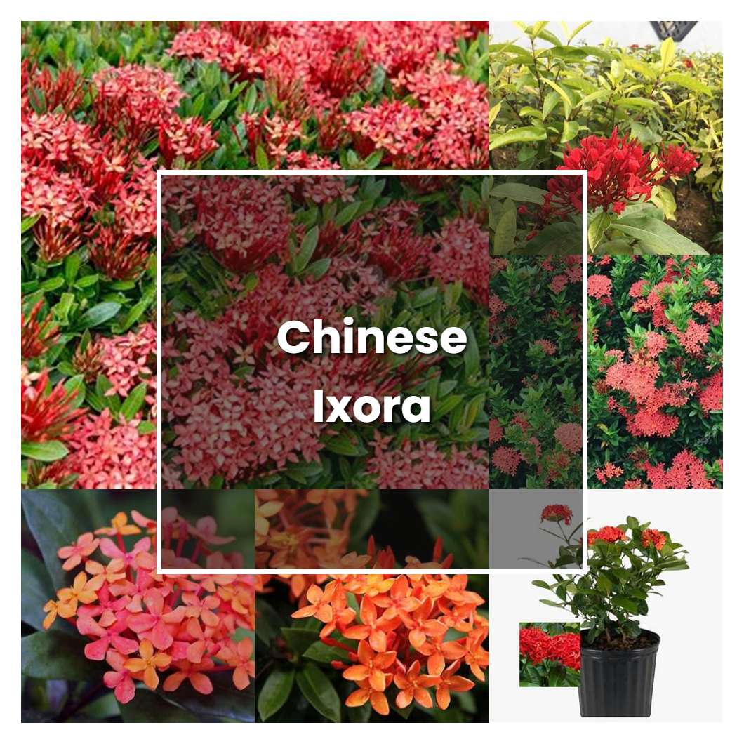 How to Grow Chinese Ixora - Plant Care & Tips