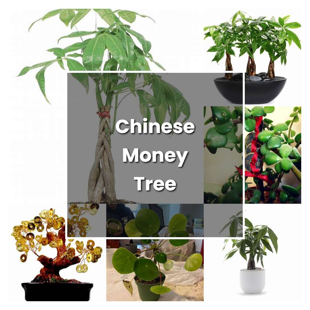 How to Grow Chinese Money Tree Plant Care & Tips NorwichGardener