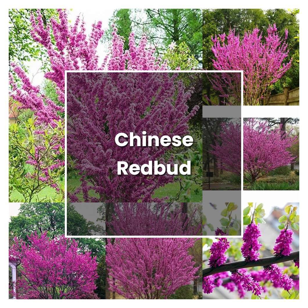 How to Grow Chinese Redbud - Plant Care & Tips