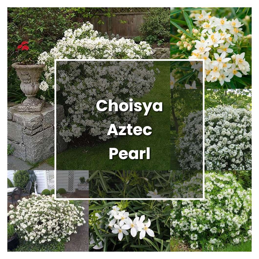 How to Grow Choisya Aztec Pearl - Plant Care & Tips